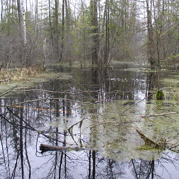 swamp